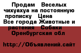 Продам.  Веселых чихуахуа на постоянную прописку › Цена ­ 8 000 - Все города Животные и растения » Собаки   . Оренбургская обл.